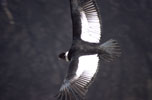 Rejseforedrag fra Peru. Kondor ved "Cruz del Condor" nr Cabana Conde.