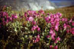 Rejseforedrag. Grnlands nationalblomst